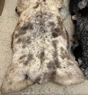 Skóry owcze – zdjęcie produktu