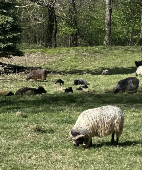 Młode jagnięta na zielonych łąkach Suchej Beskidzkiej